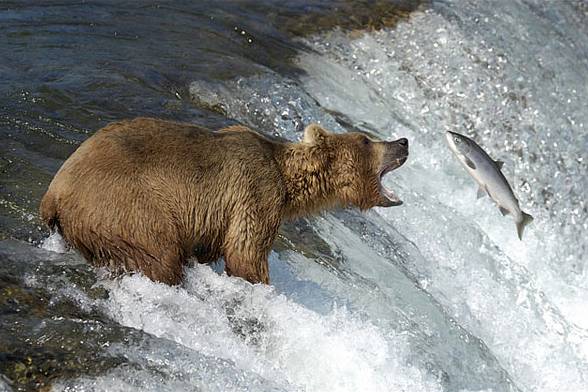 Grizzly (Ursus arctos horribilis)