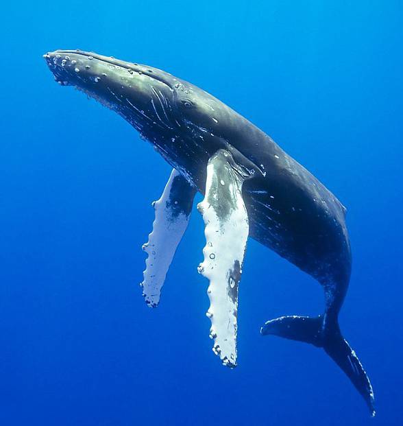 blue whale organs