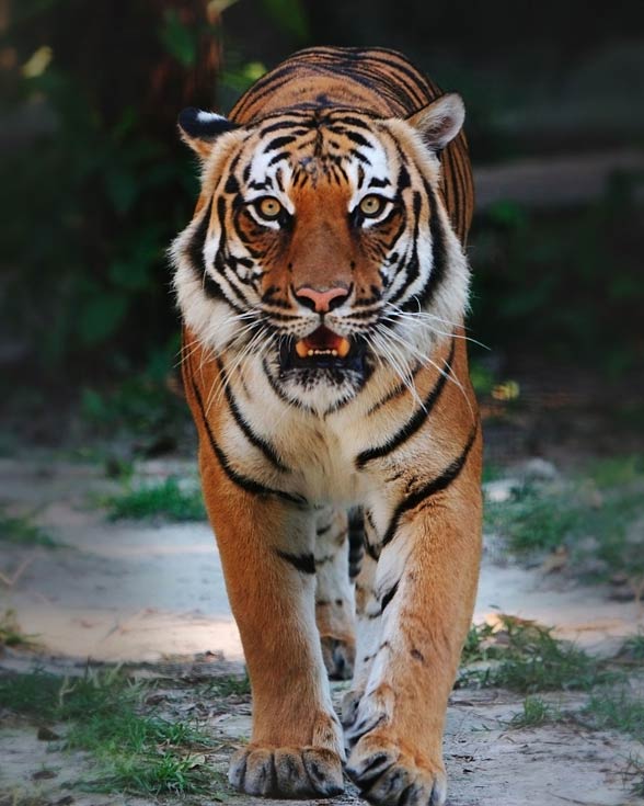 Indochinese tiger (Panthera tigris corbetti)