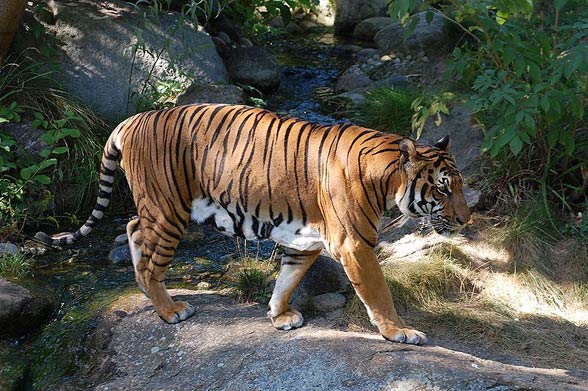 Indochinese tiger (Panthera tigris corbetti)