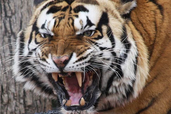 Indochinese tiger (Panthera tigris corbetti)