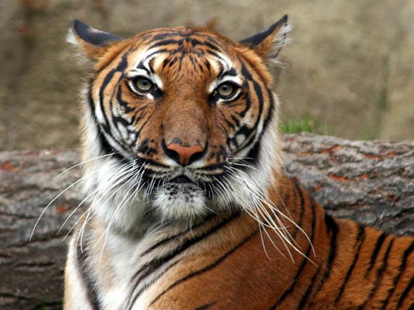 Indochinese tiger (Panthera tigris corbetti)