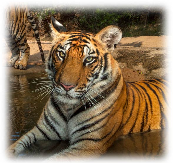 Indochinese tiger (Panthera tigris corbetti)