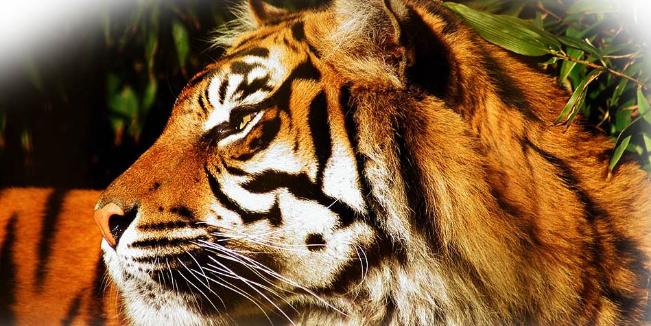 Full Indochinese Tiger Information