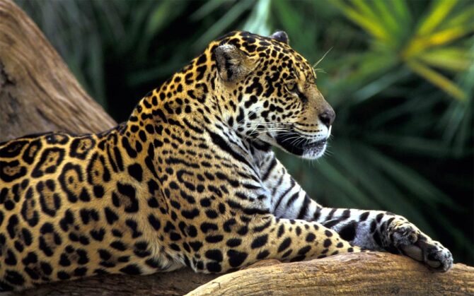 Jaguar – a strong wild cat | DinoAnimals.com