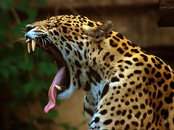 Jaguar (Panthera onca)