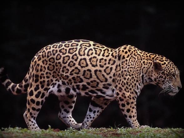 Jaguar (Panthera onca)