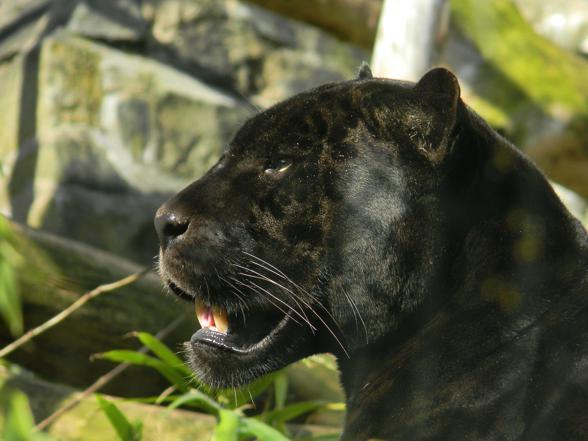 Jaguar (Panthera onca)