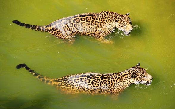 Jaguar (Panthera onca)