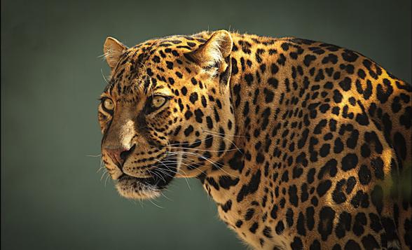 Jaguar (Panthera onca)