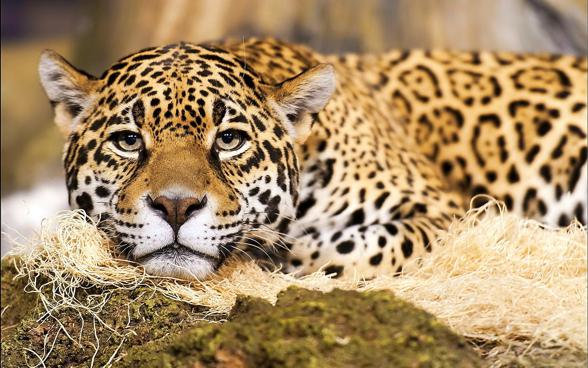 Jaguar (Panthera onca)