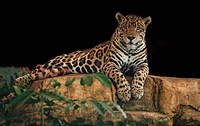 The majestic Blue Jaguar  Melanistic animals, Animals, Animals