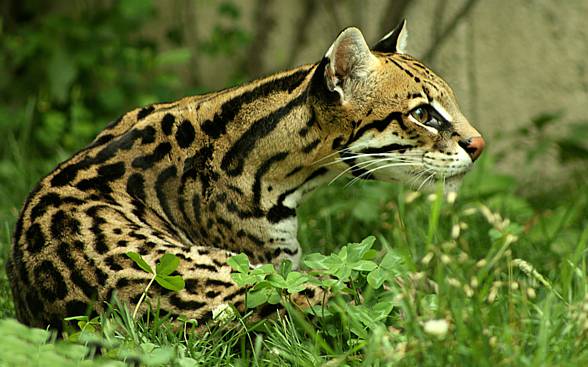 Ocelot (Leopardus pardalis)