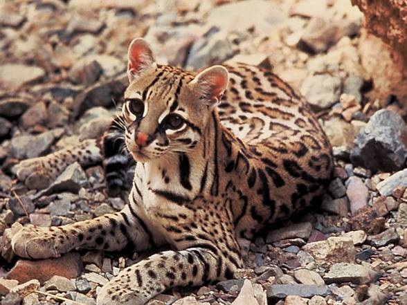 Ocelot (Leopardus pardalis)