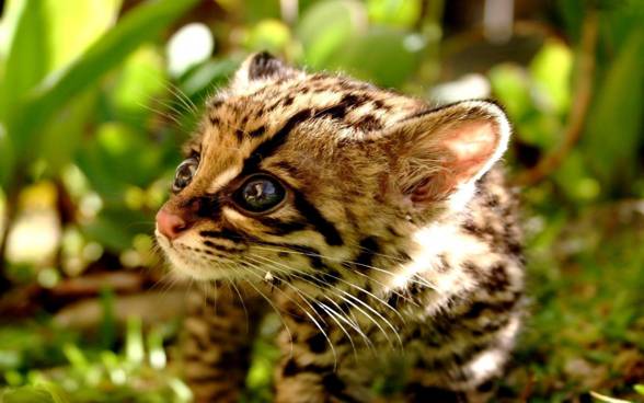 Ocelot (Leopardus pardalis)