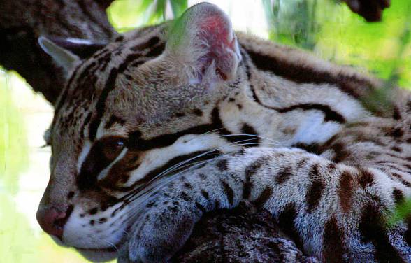 Ocelot (Leopardus pardalis)