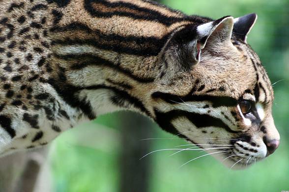 Ocelot (Leopardus pardalis)