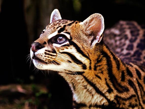 Ocelot (Leopardus pardalis)