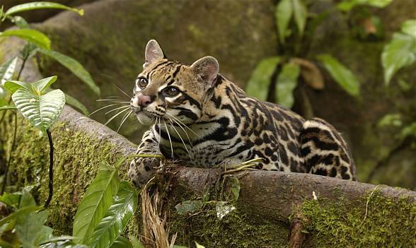 Ocelot (Leopardus pardalis)