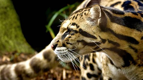 Ocelot (Leopardus pardalis)