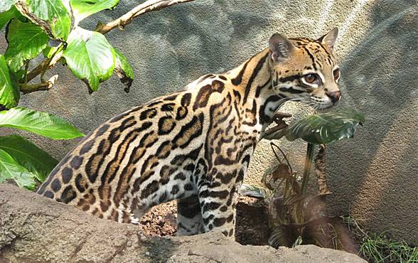 Ocelot (Leopardus pardalis)