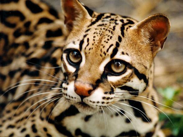 Ocelot (Leopardus pardalis)