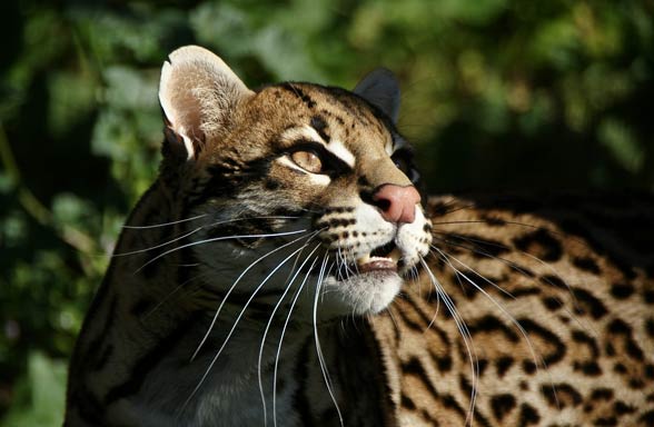 Ocelot (Leopardus pardalis)