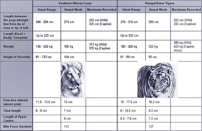 lion vs tiger size weight