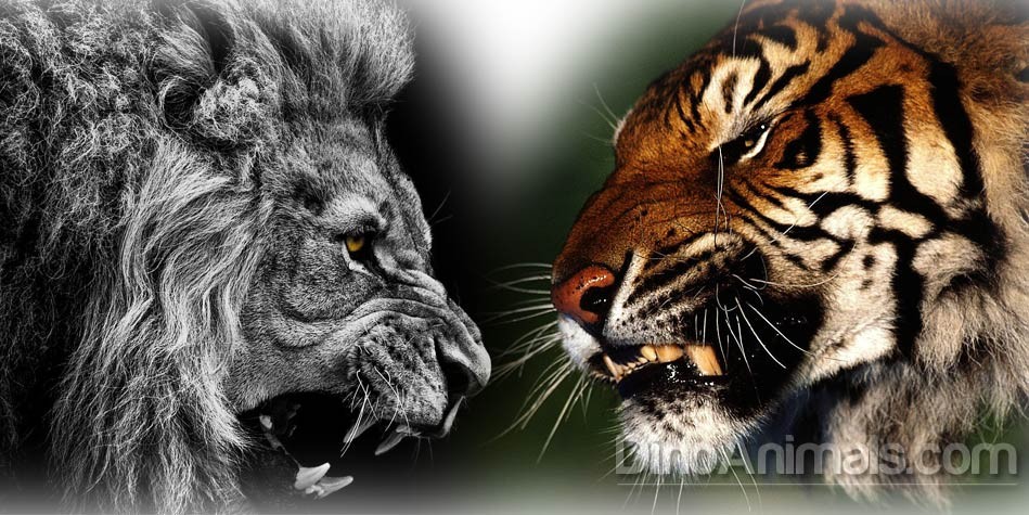 Lion versus tiger – fight | DinoAnimals.com