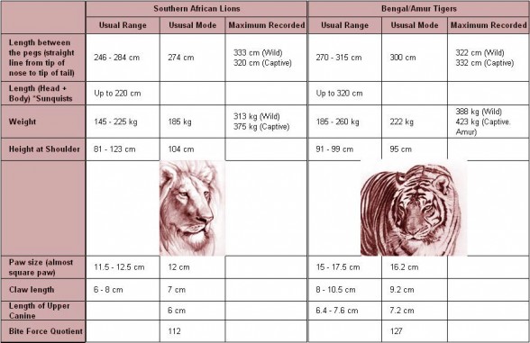 Lion vs tiger - comparison