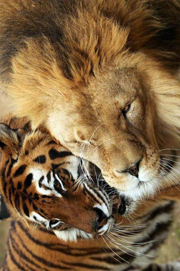 Lion versus tiger