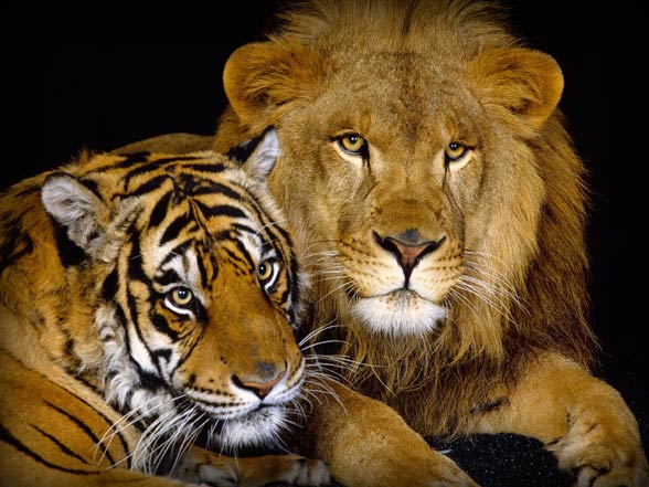 Lion versus tiger – fight | DinoAnimals.com