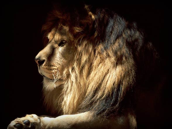 Lion - the king of animals 