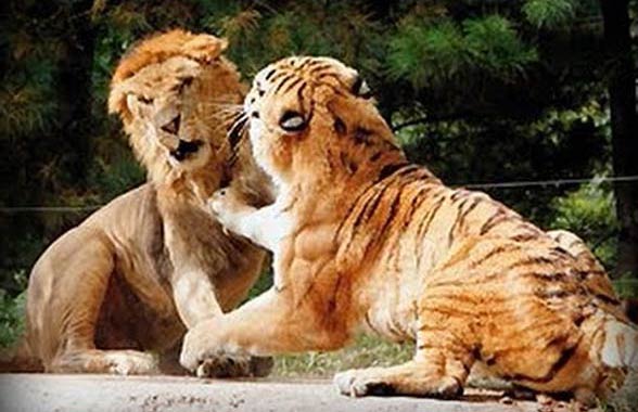 tiger vs lion in hindi