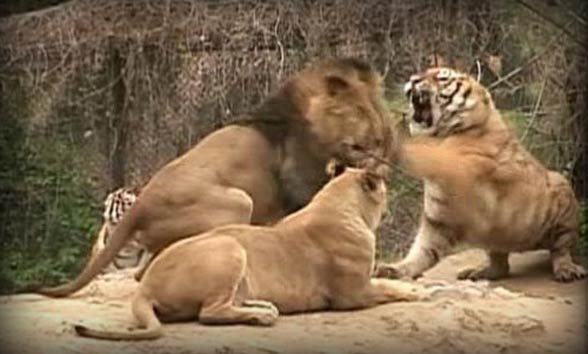 Lions vs Tigers - 5 Key Differences (And Who Would Win in a Fight) - AZ  Animals