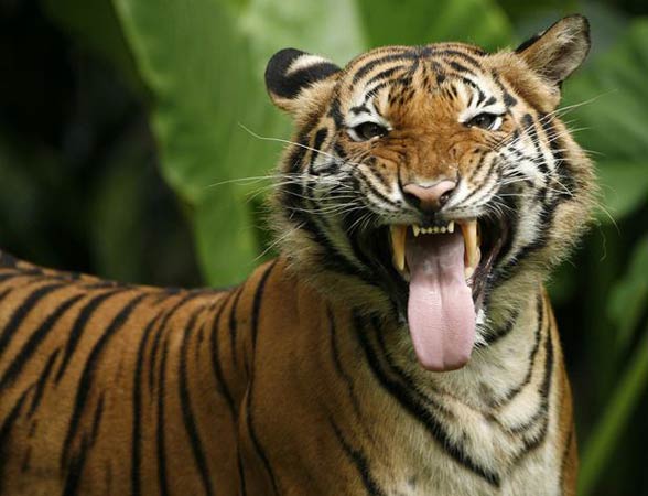 Malayan tiger (Panthera tigris jacksoni)