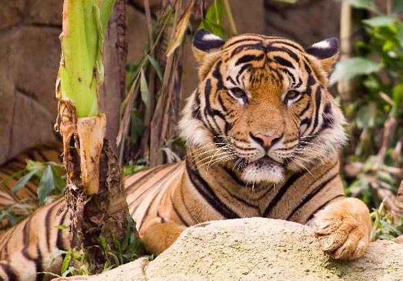 Malayan tiger (Panthera tigris jacksoni)