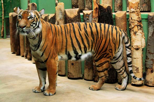 Malayan tiger (Panthera tigris jacksoni)