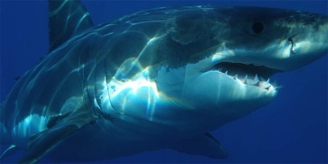 Megalodon – a prehistoric shark | DinoAnimals.com