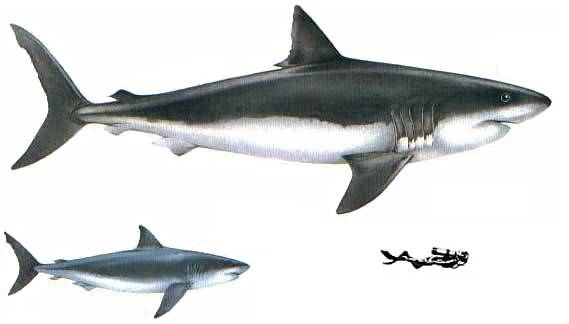 carcharodon megalodon size comparison