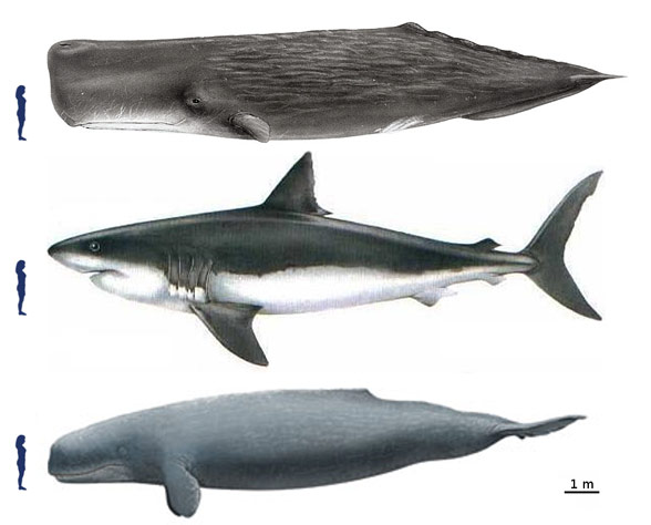 carcharodon megalodon size comparison