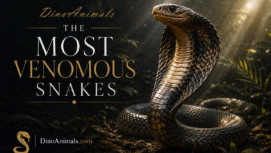 The Most Venomous Snakes