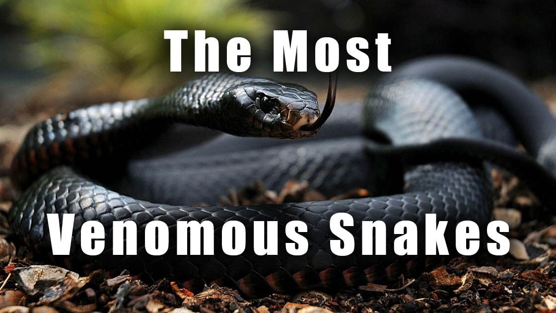 Snake Bytes 9/26: The Serpents - AZ Snake Pit