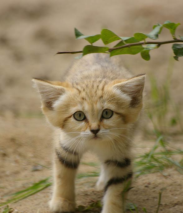 Sand cat (Felis margarita)