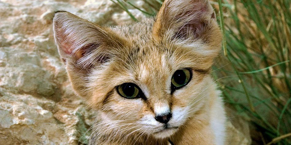 Sand cat – smallest wild cat 