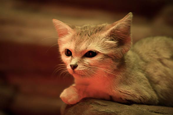 Sand cat (Felis margarita)