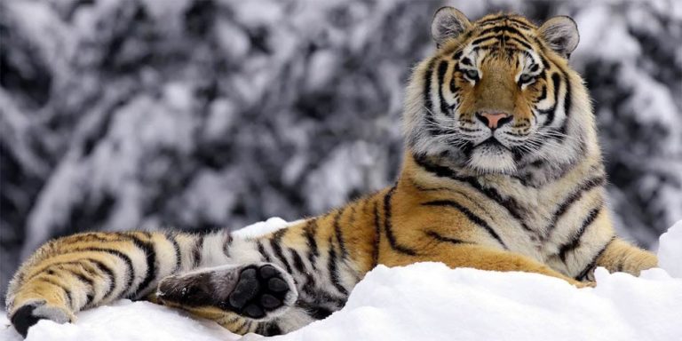 Siberian tiger – the largest tiger | DinoAnimals.com
