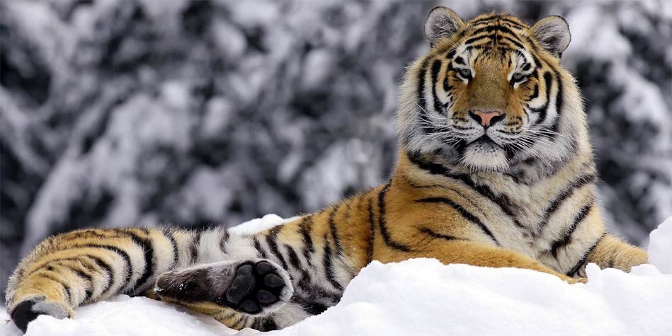 Siberian tiger – the largest tiger 