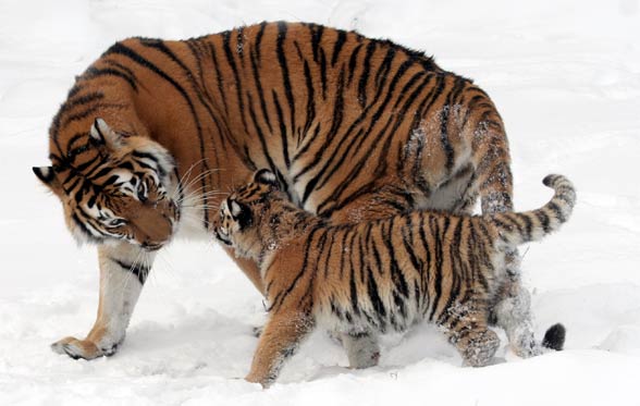 Siberian tiger / Amur tiger (Panthera tigris altaica)