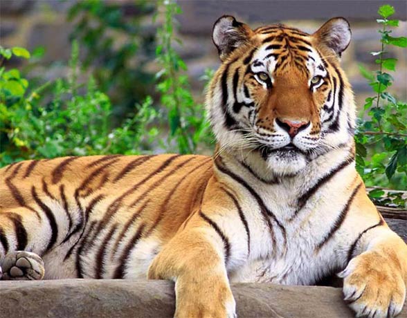 Worldatlas.com on X: Myth: Siberian tigers are the largest tiger